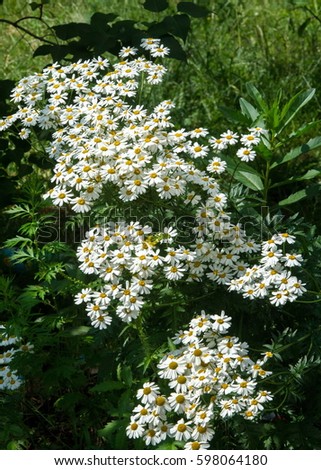 Chamomile or camomile flowers. Herbaceous plants with buds, have to-ryh petals are usually white, and the middle yellow. The drug infusion or powder from the flowers of this plant.