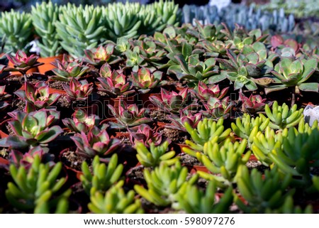 Image of succulents.