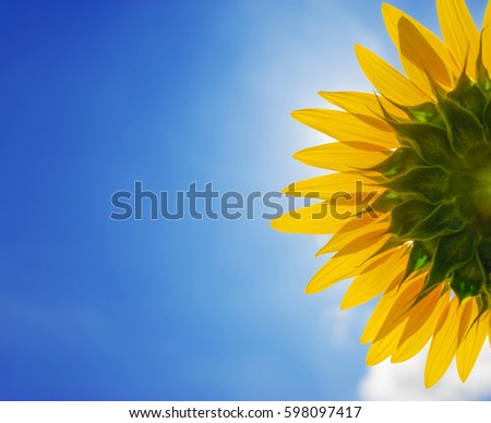 Beautiful back side of sun flower look up to the sund with blue sky