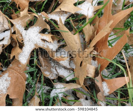 Brown Leaves, White Snow, and Green Grass
Fall, Winter, and Spring in One Picture 
