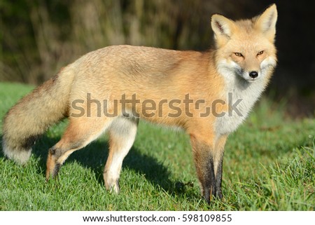 Foxy Red Fox