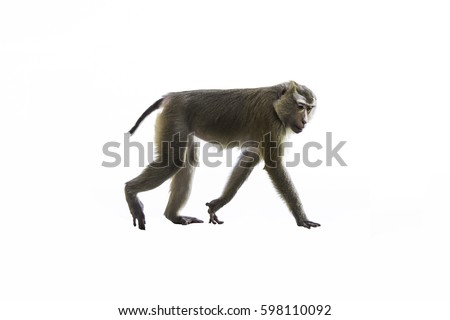 The monkey is walking