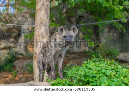 A scary looking hyena.
