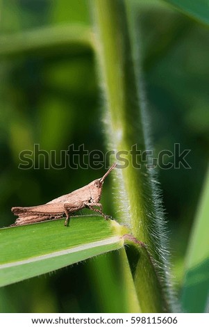 Grasshopper Thailand