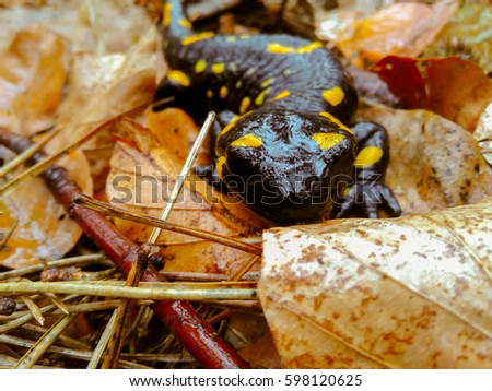 salamander shot at close range. Picture taken in the rain forest in Japan.
