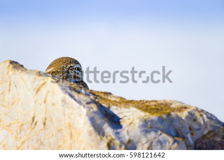 little owl and winter background. White blue background.
Little Owl Athene noctua 

