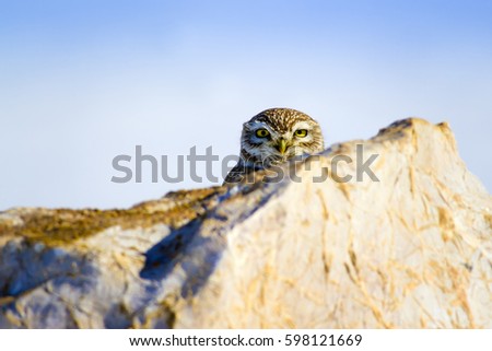 little owl and winter background. White blue background.
Little Owl Athene noctua 

