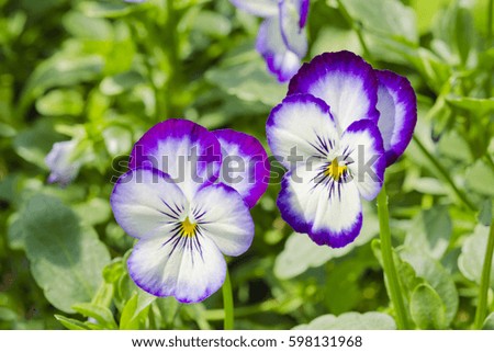 violet pansy flowers in the garden