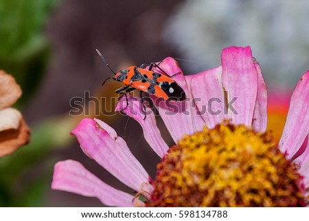 Bedbug (Pyrrhocoridae) soldier sits on a flower