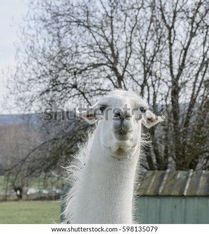 Llama looking in camera