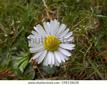 Bellis perennis (Daisy) - from above. The white flower of daisy a.k.a. bruisewort, woundwort seen from above on grass background. Royalty-Free Stock Photo #598138628
