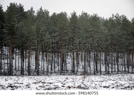 cold winter forest in mist with snow covered tree trunks