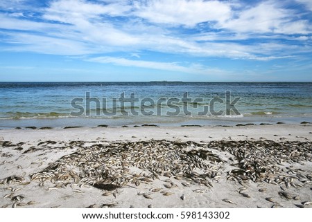 Red Tide: Beach covered with dead fish killed by the toxic bloom of red algae in Tampa Bay Florida.    Royalty-Free Stock Photo #598143302
