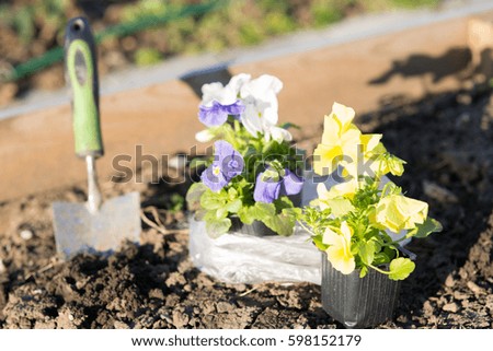 Viollet seedlings of flowers in the garden, pansy flowers eyes