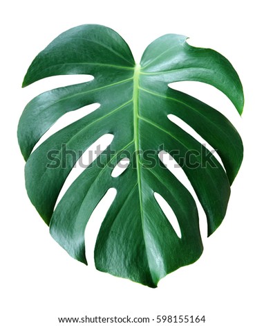 monstera leave Royalty-Free Stock Photo #598155164