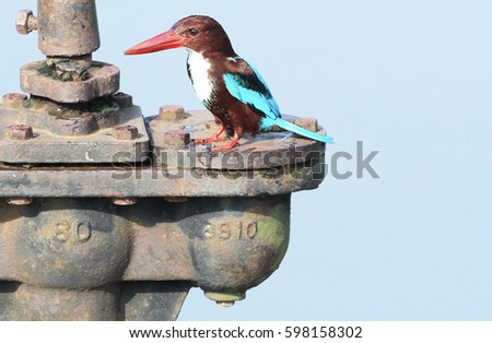 Kingfisher perched said pipe valve.
