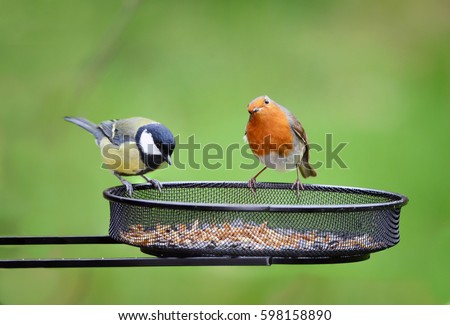 Garden Birds. European Robin, Erithacus rubecula and Great tit, Parus major on seed tray feeder in Winter. Royalty-Free Stock Photo #598158890