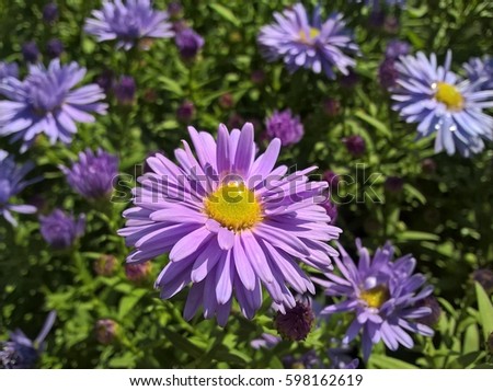 European Michaelmas-Daisy (Aster Amellus). Purple Violet Yellow flowers in the garden. Royalty-Free Stock Photo #598162619