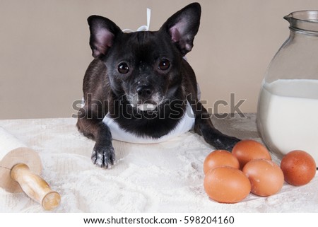 Chihuahua cooking