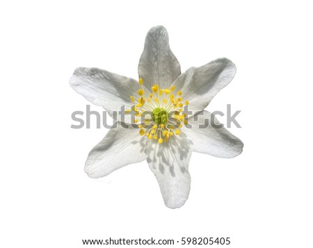 Anemone (Windflower) Isolated. White flower isolated. White background.