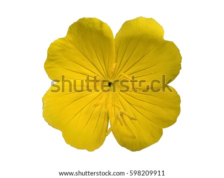 Evening Primrose from above Isolated. Oenothera Pilosella. Yellow flower isolated. White background. Royalty-Free Stock Photo #598209911