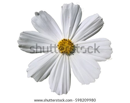 Garden Cosmos (Cosmos Bipinnatus) White Isolated. White pink yellow flower. White background.