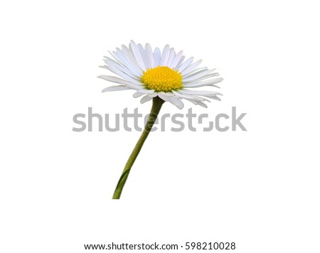 Daisy Intensive Isolated. The white yellow flower and green stalk of daisy a.k.a. bruisewort, woundwort in the white background. Royalty-Free Stock Photo #598210028