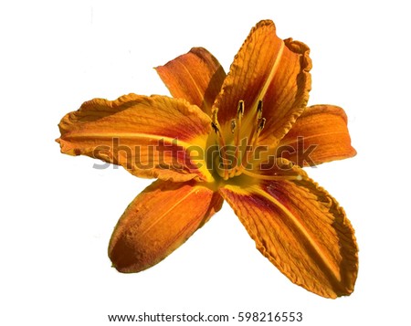 Lily (Orange, Brown, Yellow) Isolated. Flower parts. White background.