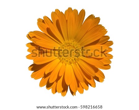Marigold (Calendula) Isolated. Orange coloured flower. White background. Royalty-Free Stock Photo #598216658