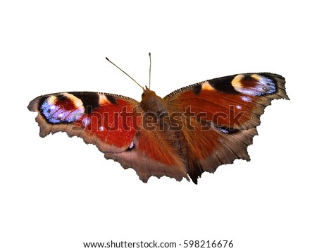 Peacock Butterfly (Aglais Io) - Lurking Isolated. Butterfly spreading wings. White background. Royalty-Free Stock Photo #598216676