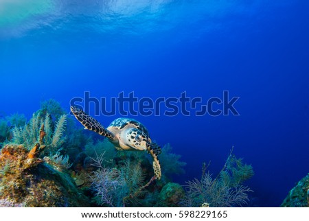 This Hawksbill turtle is happy to be alive and enjoying swimming over the tropical Caribbean coral reef. The warm deep blue ocean is the perfect habitat for this relaxed little creature. 