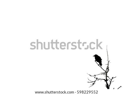 Minimalist bird sparrow silhouette at top of tree Royalty-Free Stock Photo #598229552