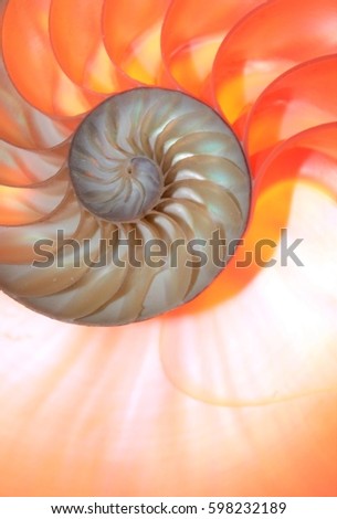 nautilus shell symmetry cross section spiral structure growth finacci golden ratio background mollusc (nautilus pompilius) shell copy space half split slice stock, photo, photograph, image, picture