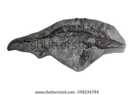 Imprint on fossil stone Ichthyosaurus