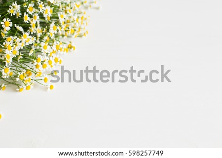 White background with daisies. Photographed at an angle