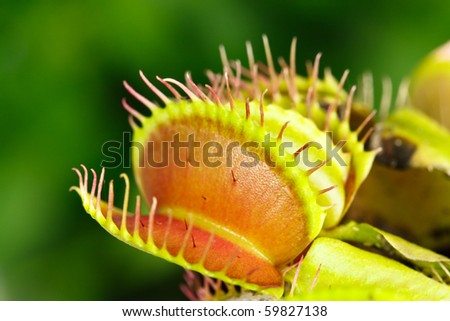 Dionaea muscipula , known as flytrap, in closeup, isolated on nature  background