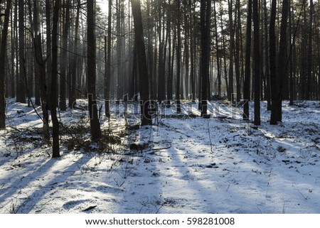 Sunlight and smoke in winter forest
