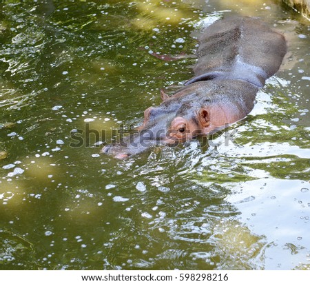 Hippopotamus swimming in the pond. 