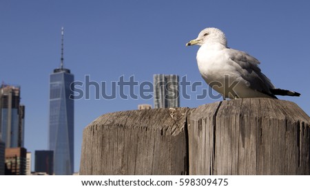 Lower Manhattan with Seagull - 2017