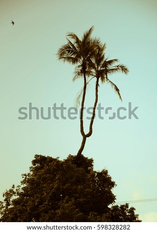 Two-top coconut tree before sundown at Laos.