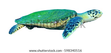 Turtle isolated