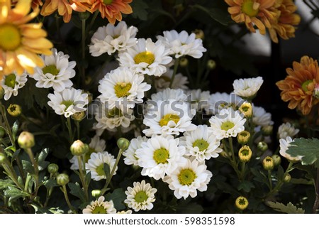 little white chrysanthemum flowers surrounded by orange blossoms close up selective focus