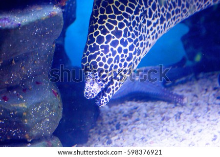 Leopard Moray eel
Moray is one of the most dangerous and largest predators of the coral reefs. The leopard Moray eel is characterized by the contrast coloration of black spots on a white background.