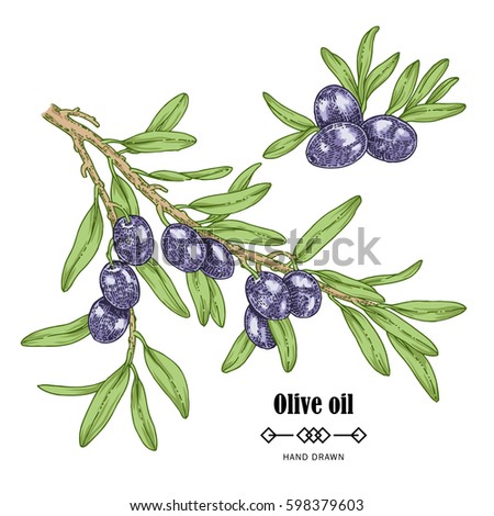 Hand drawn black olive branch in sketch style. Vector illustration isolated on white background. Olive oil design element vintage