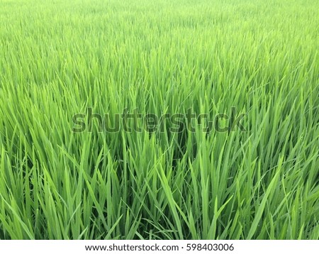 Green rice field at sunrise
