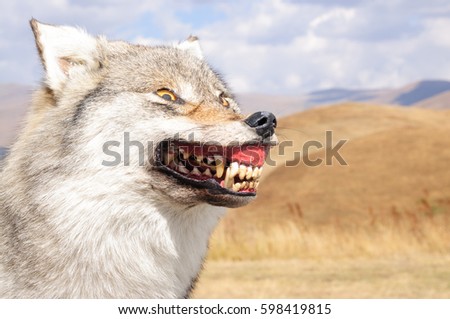 Wolf puppet outdoor picture