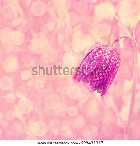 Spring blossoming fritillaria, selective focus, shallow DOF, toned, light and heart bokeh background, pastel and soft card