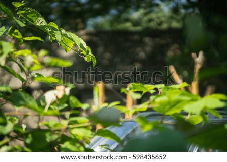 Plants in summer