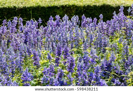 Lavender garden field at Pattaya Thailand