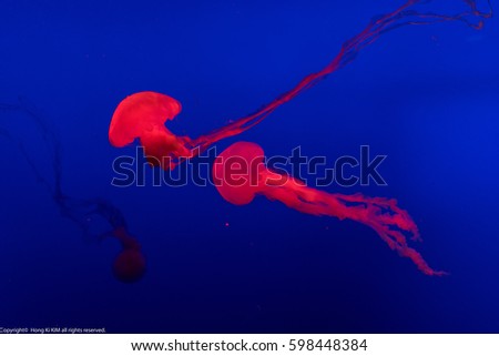 Jelly Fish in Red Color with deep blue background 2